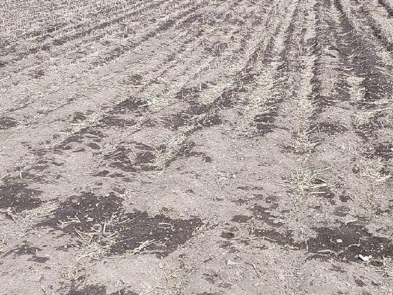 扎兰屯农牧场一队56标，10亩，2024年土地经营权出租项目（再次挂牌）