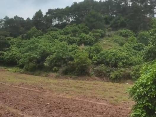 贵港市桂平市罗播乡万寿村福兴屯约80亩土地（承包）经营权流转项目