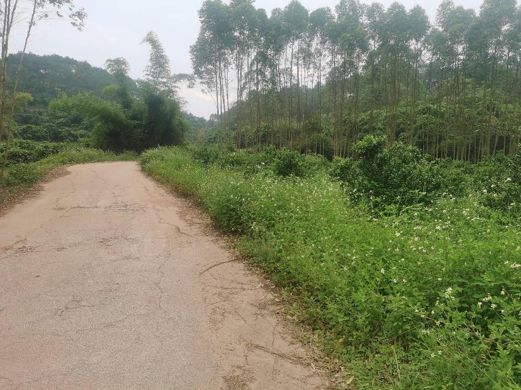贵港市桂平市罗播乡罗北村六久屯约120亩土地（承包）经营权流转项目