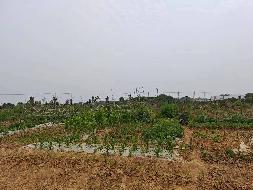 芜湖市湾沚区湾沚镇老村村滩沿、后宕、东村地块约75亩复垦土地经营权出租公告