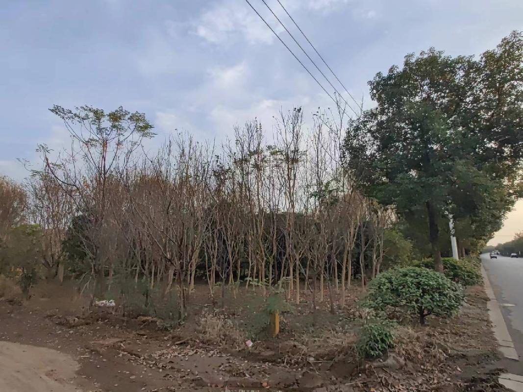 南京市江宁区江宁街道南山湖社区的一批苗木资产再次公开转让(国资监测编号GR2024JS1004448-2)