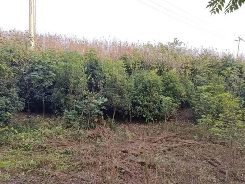 南京市江宁区江宁街道南山湖社区的一批苗木资产再次公开转让(国资监测编号GR2024JS1004448-2)