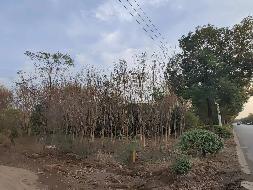 南京市江宁区江宁街道南山湖社区的一批苗木资产再次公开转让(国资监测编号GR2024JS1004448-2)