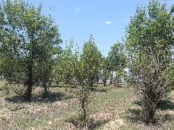 赤峰市敖汉旗水库灌区管护中心约6163.75亩林地承包经营权转让（承包期20年，总承包底价70127901.91元/20年）