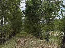 赤峰市敖汉旗三义井林场约5363.5亩林地承包经营权转让（承包期20年，总承包底价60305160.17元/20年）