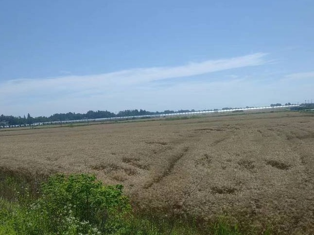 芜湖市鸠江区白茆镇套北村火烧圩地块约127.08亩土地经营权