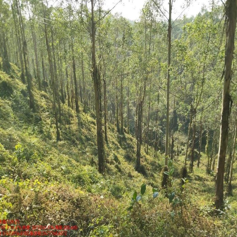玉林市福绵区大义林场桐叶山分场12林班、大义村5林班一批活立木（巨尾桉）转让项目交易公告