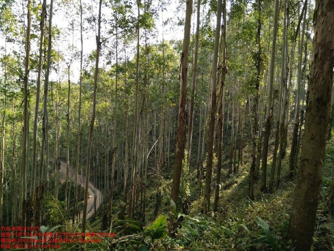 玉林市福绵区大义林场桐叶山分场12林班、大义村5林班一批活立木（巨尾桉）转让项目交易公告