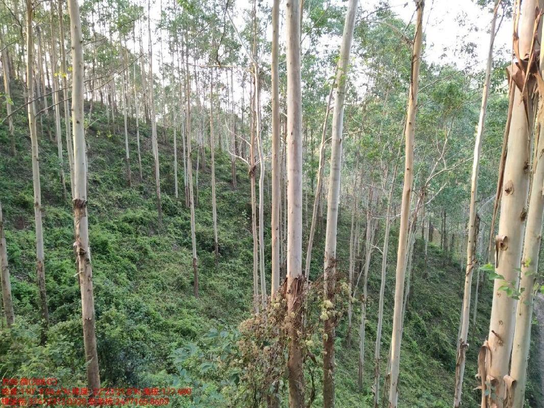 玉林市福绵区大义林场桐叶山分场12林班、大义村5林班一批活立木（巨尾桉）转让项目交易公告