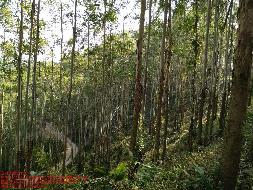 玉林市福绵区大义林场桐叶山分场12林班、大义村5林班一批活立木（巨尾桉）转让项目交易公告