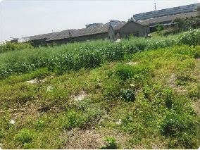 小黄山西区云瑞照明东侧、北区小湾村西侧流转土地招租公告