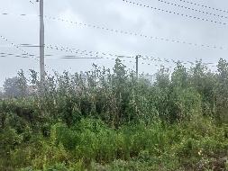 芜湖三山经济开发区高安街道高安村股份经济合作社约60亩土地经营权