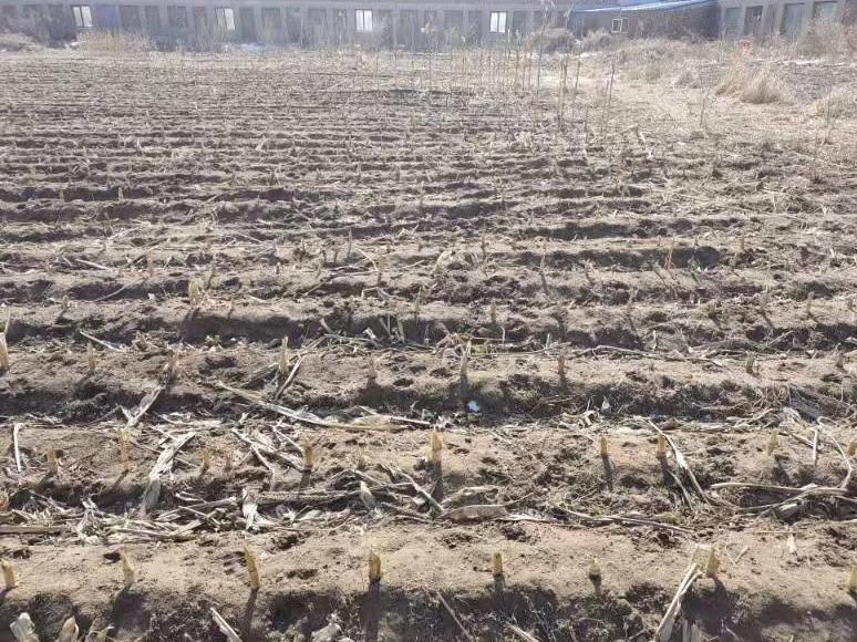 内蒙古自治区通辽市科尔沁左翼后旗金宝屯镇大市场土地承包经营权整体出租（4年租金47748元）(国资监测编号GR2024NM1002165-2)