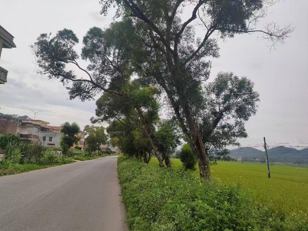 兴业县蒲塘镇县道山心至龙平公路（蒲塘至龙平段）公路用地两侧路树整体转让项目