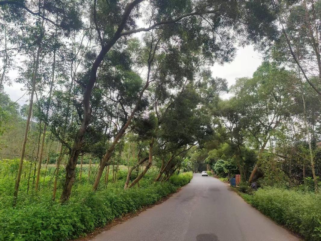 兴业县蒲塘镇县道山心至龙平公路（蒲塘至龙平段）公路用地两侧路树整体转让项目
