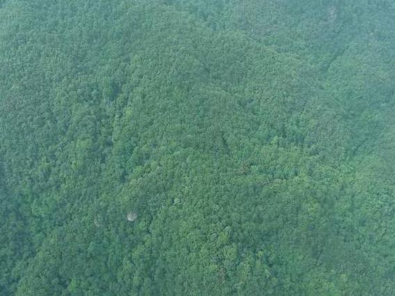 贺州市昭平县走马镇福行村约2175亩林地经营权及地上林木流转项目