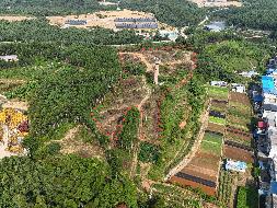 柳州市柳北区白露街道园艺村沙子岭约63.22亩林地经营权流转项目