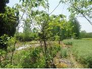 苗圃北场招租公告