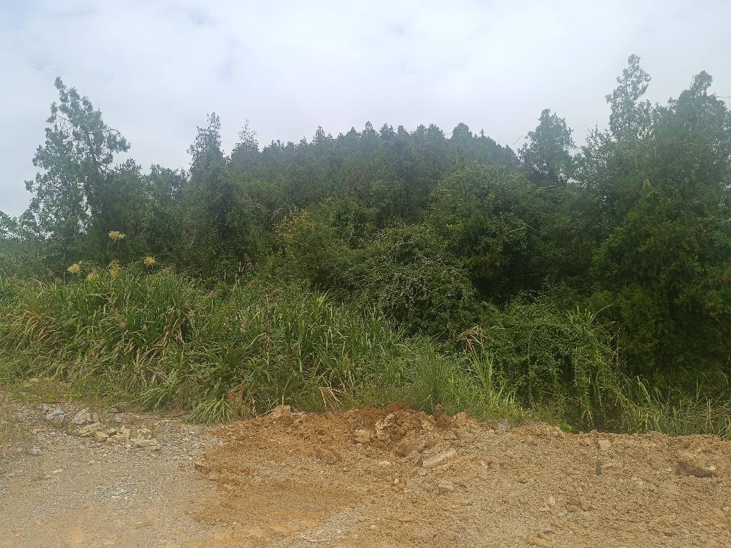 石台县虎山坦矿区及深部熔剂用灰岩矿东侧出矿道路改建工程产生的富余石料资源转让公告（二次降价挂牌）(国资监测编号GR2024AH2003015)