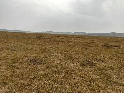 锡林郭勒盟白音锡勒牧场桃林塔拉分场2号地块约4000亩草场招租（15元/亩/年，租期3年）
