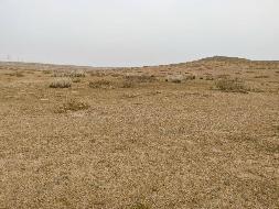 锡林郭勒盟白音锡勒牧场桃林塔拉分场1号地块约2000亩草场招租（15元/亩/年，租期3年）