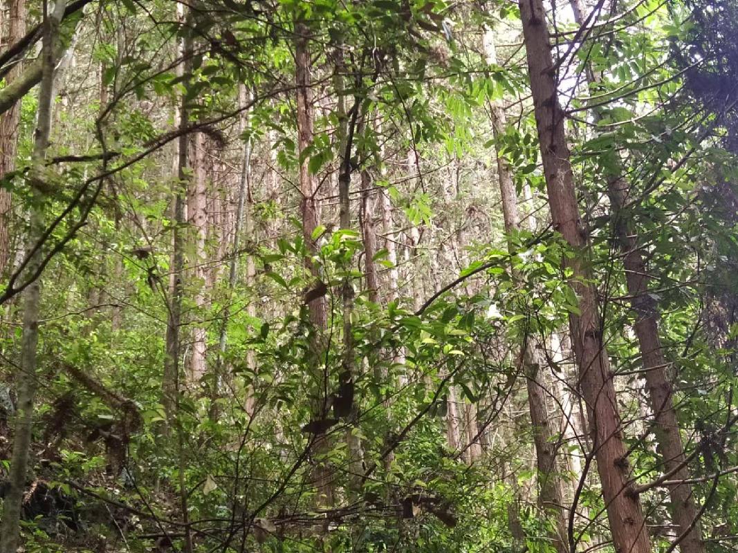 汝城县永山生态林业有限公司杉木主伐销售经营权转让