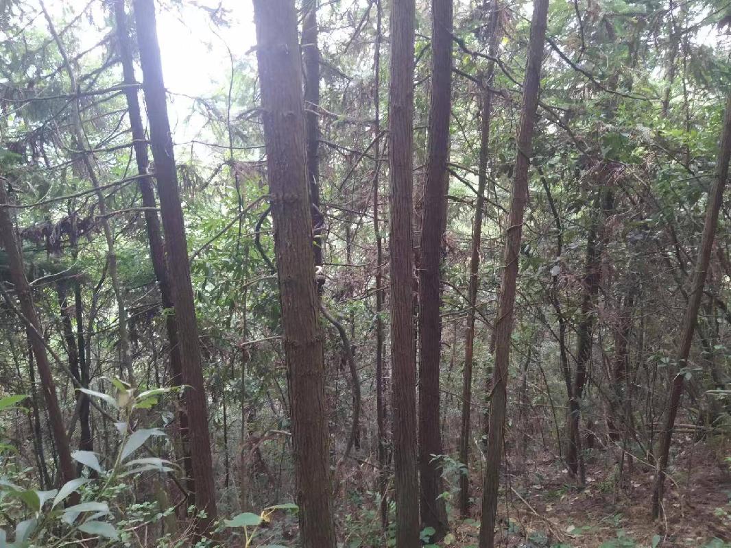 汝城县永山生态林业有限公司杉木主伐销售经营权转让