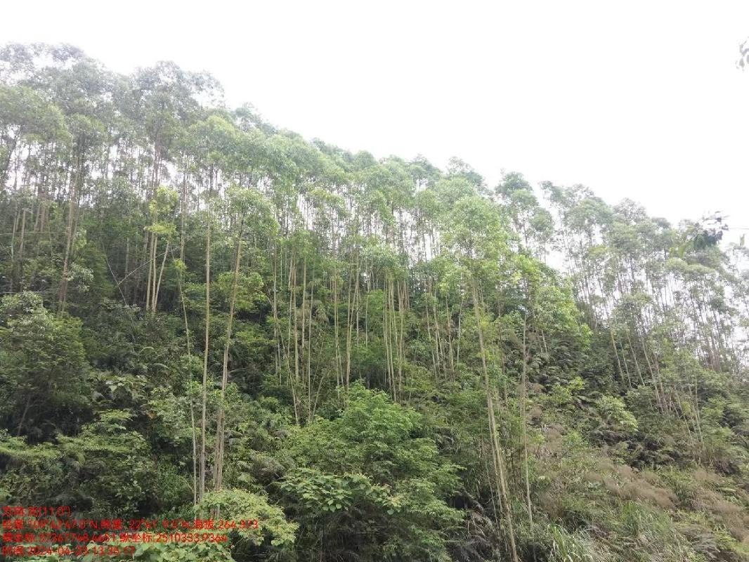 兴业县城隍镇龙潭林场4林班、7林班一批活立木（巨尾桉）转让项目