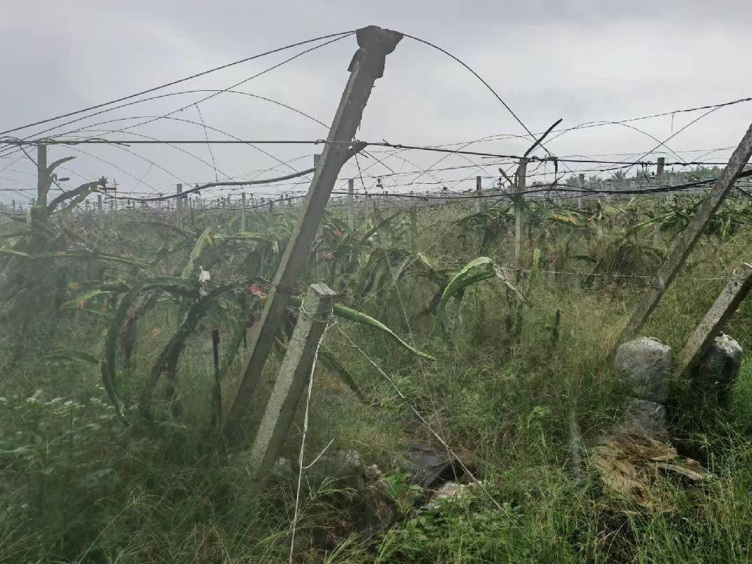 贺州市富川瑶族自治县城北镇六合村委毛家火龙果种植基地基础设施招租项目