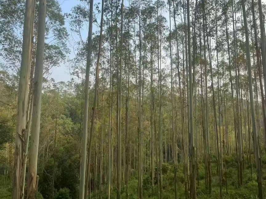 玉林市福绵区石和镇塘茂村一批活立木（巨尾桉）转让项目（三次挂牌）