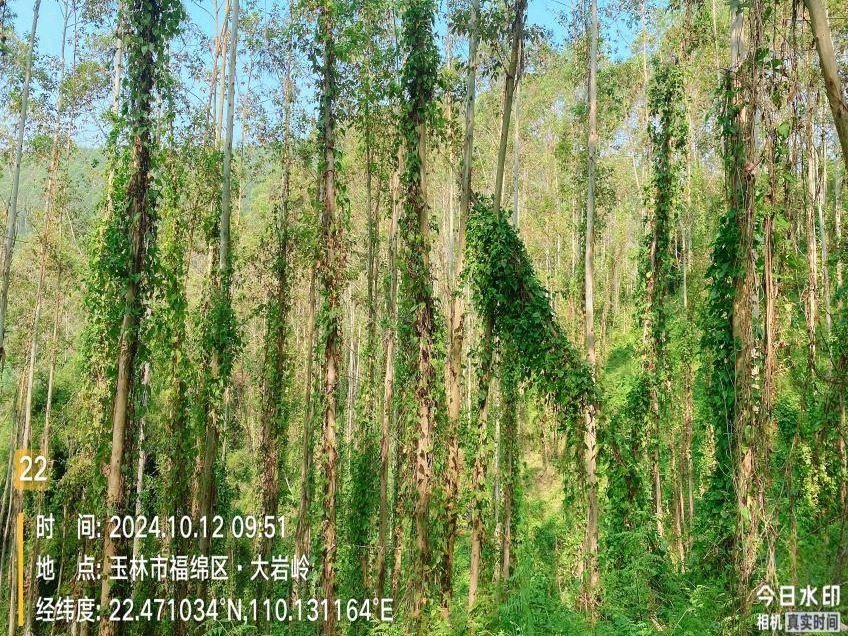 玉林市福绵区石和镇塘茂村一批活立木（巨尾桉）转让项目（三次挂牌）