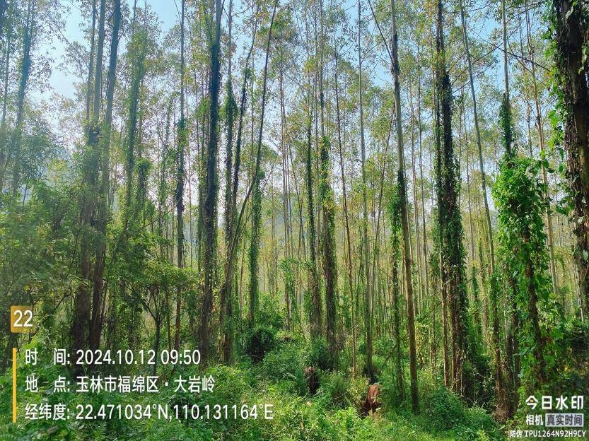 玉林市福绵区石和镇塘茂村一批活立木（巨尾桉）转让项目（三次挂牌）