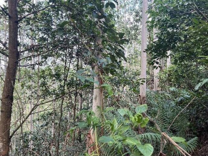 北流市新荣镇新荣村0800、0900林班一批活立木（巨尾桉、大叶相思）转让项目