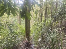 玉林市福绵区石和镇大义林场、大义村、沙田镇大义林场、云龙村等地一批活立木（巨尾桉）转让项目交易公告(二次挂牌)