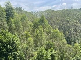 玉林市福绵区石和镇大义林场、大义村、沙田镇大义林场、云龙村等地一批活立木（巨尾桉）转让项目交易公告(二次挂牌)