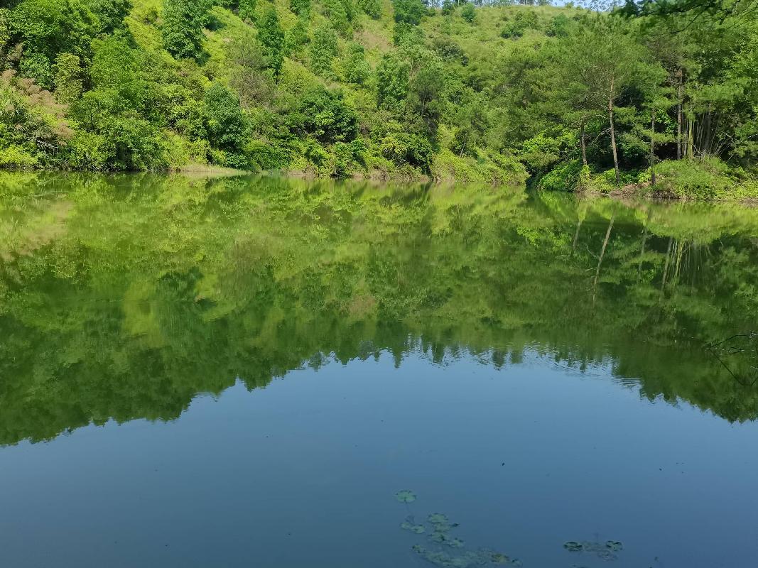 藤县塘步镇孔良村待村大么表山水塘招租项目