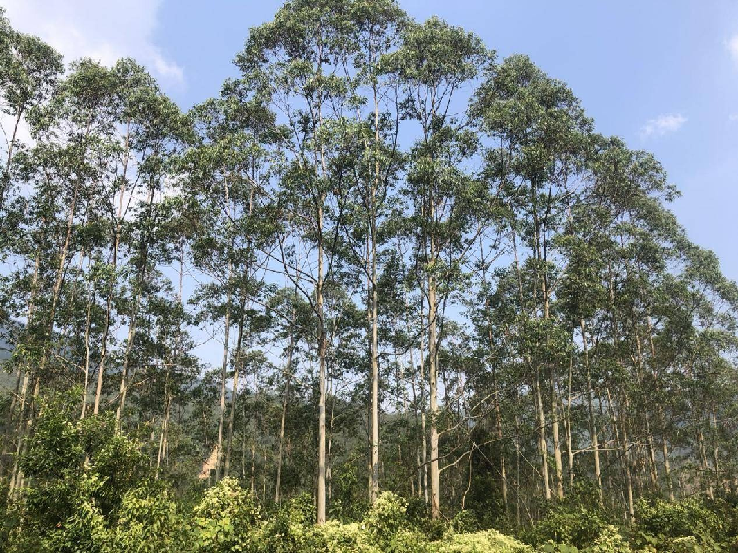 博白县沙河镇大观村1、2林班一批活立木（巨尾桉）转让项目交易公告