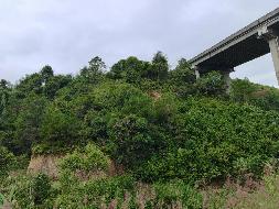 岑溪市筋竹镇筋竹社区山庄约4.9亩林地（过松坑）