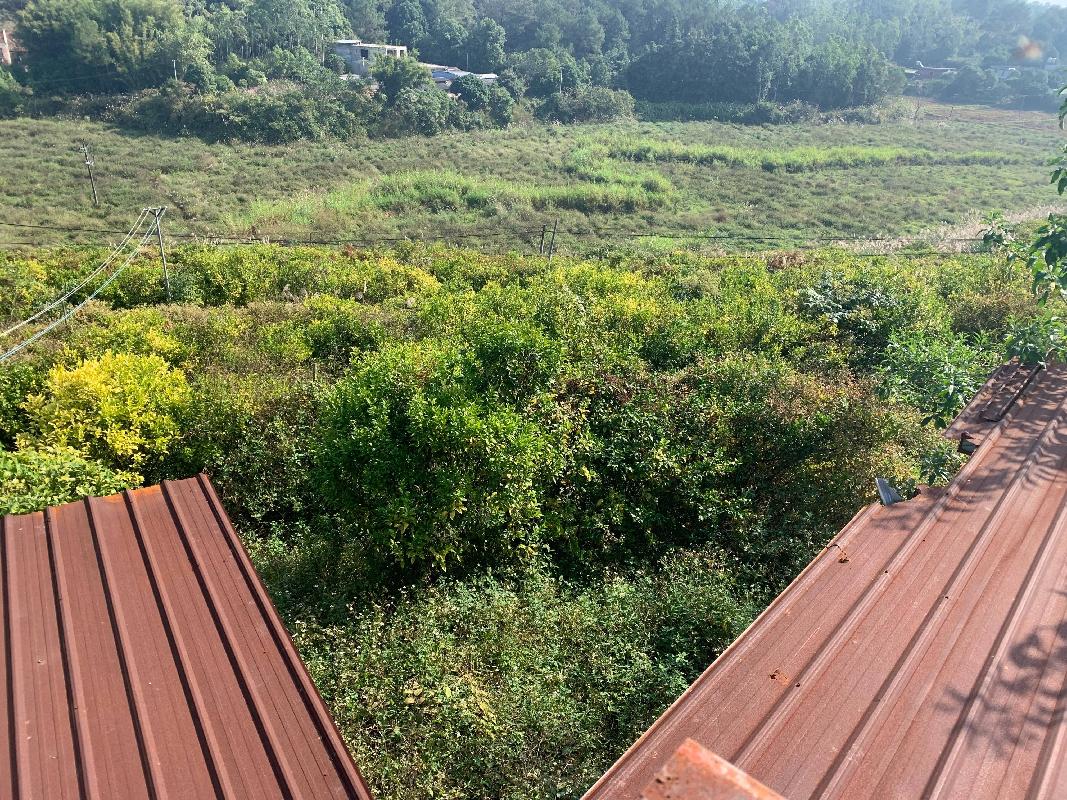[贵港市]贵港市平南县平山镇太平村约100亩沃柑产业基地流转项目