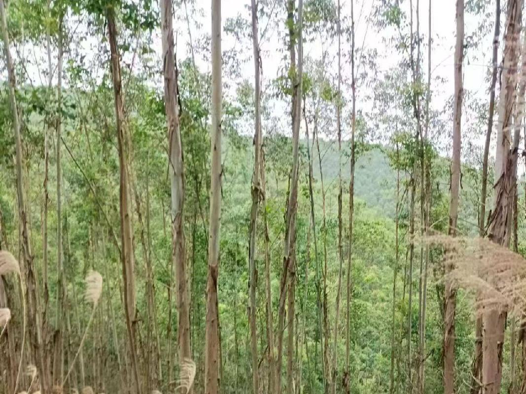 贵港市港南区木格镇江石村1239.6亩活立木（包青山）转让项目