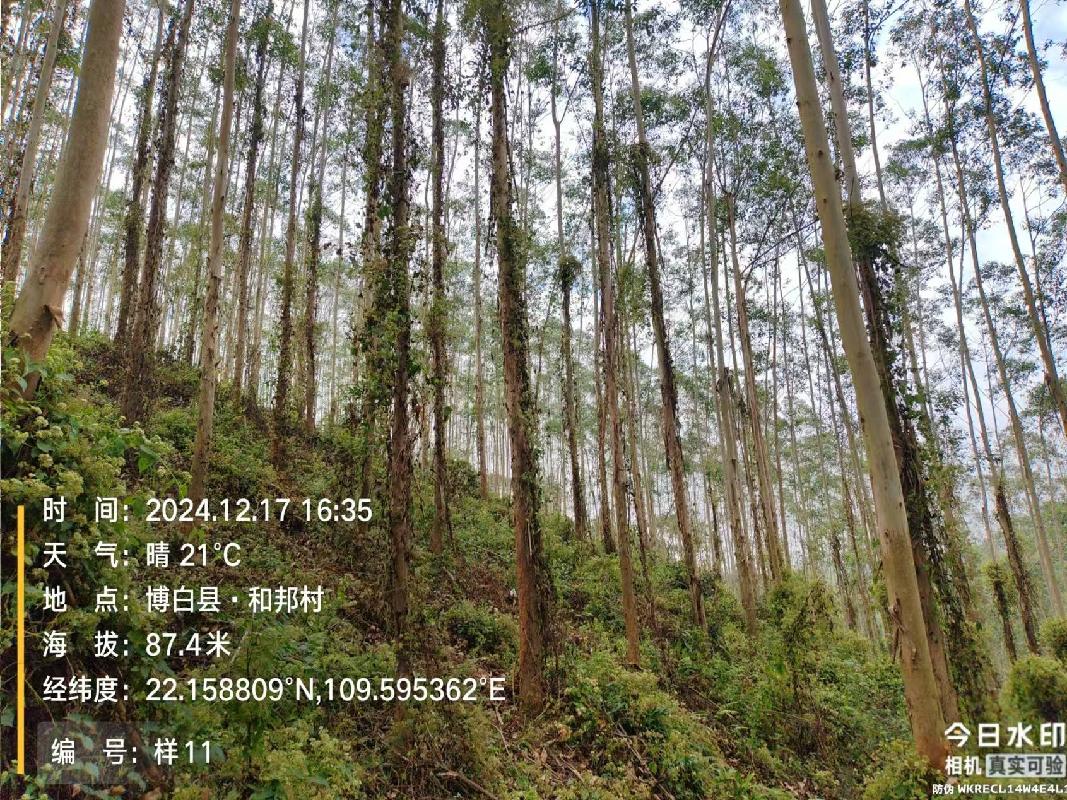 博白县江宁镇合和村1、2、3林班、和邦村2林班一批活立木（巨尾桉）转让项目交易公告