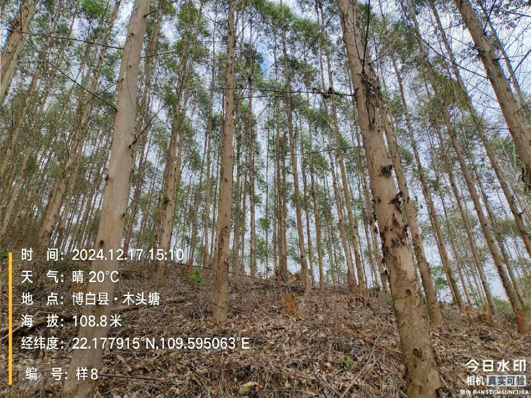 博白县江宁镇合和村1、2、3林班、和邦村2林班一批活立木（巨尾桉）转让项目交易公告