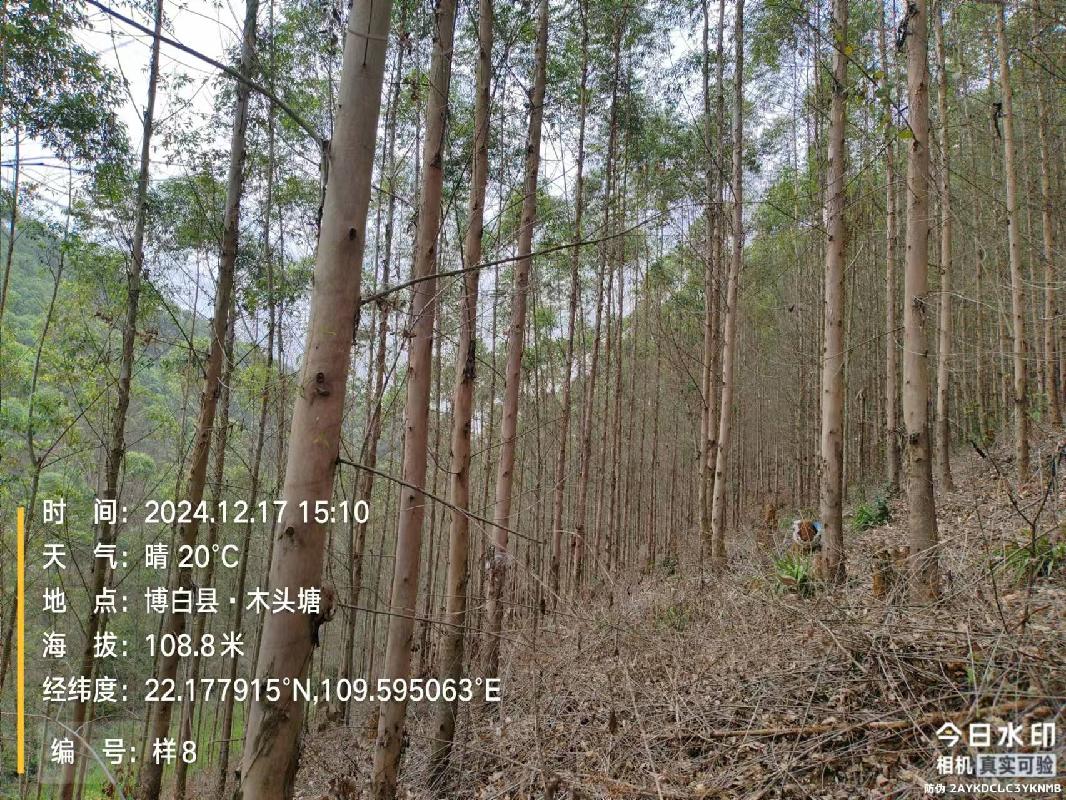 博白县江宁镇合和村1、2、3林班、和邦村2林班一批活立木（巨尾桉）转让项目交易公告