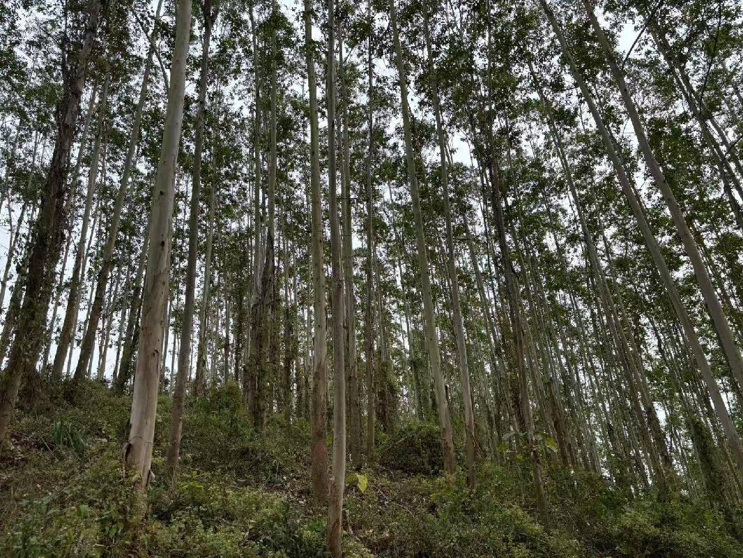 博白县江宁镇合和村1、2、3林班、和邦村2林班一批活立木（巨尾桉）转让项目交易公告