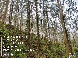 博白县江宁镇合和村1、2、3林班、和邦村2林班一批活立木（巨尾桉）转让项目交易公告