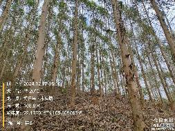 博白县江宁镇合和村1、2、3林班、和邦村2林班一批活立木（巨尾桉）转让项目交易公告