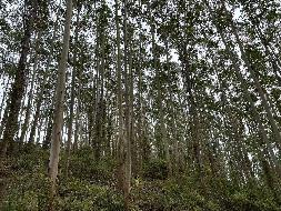 博白县江宁镇合和村1、2、3林班、和邦村2林班一批活立木（巨尾桉）转让项目交易公告