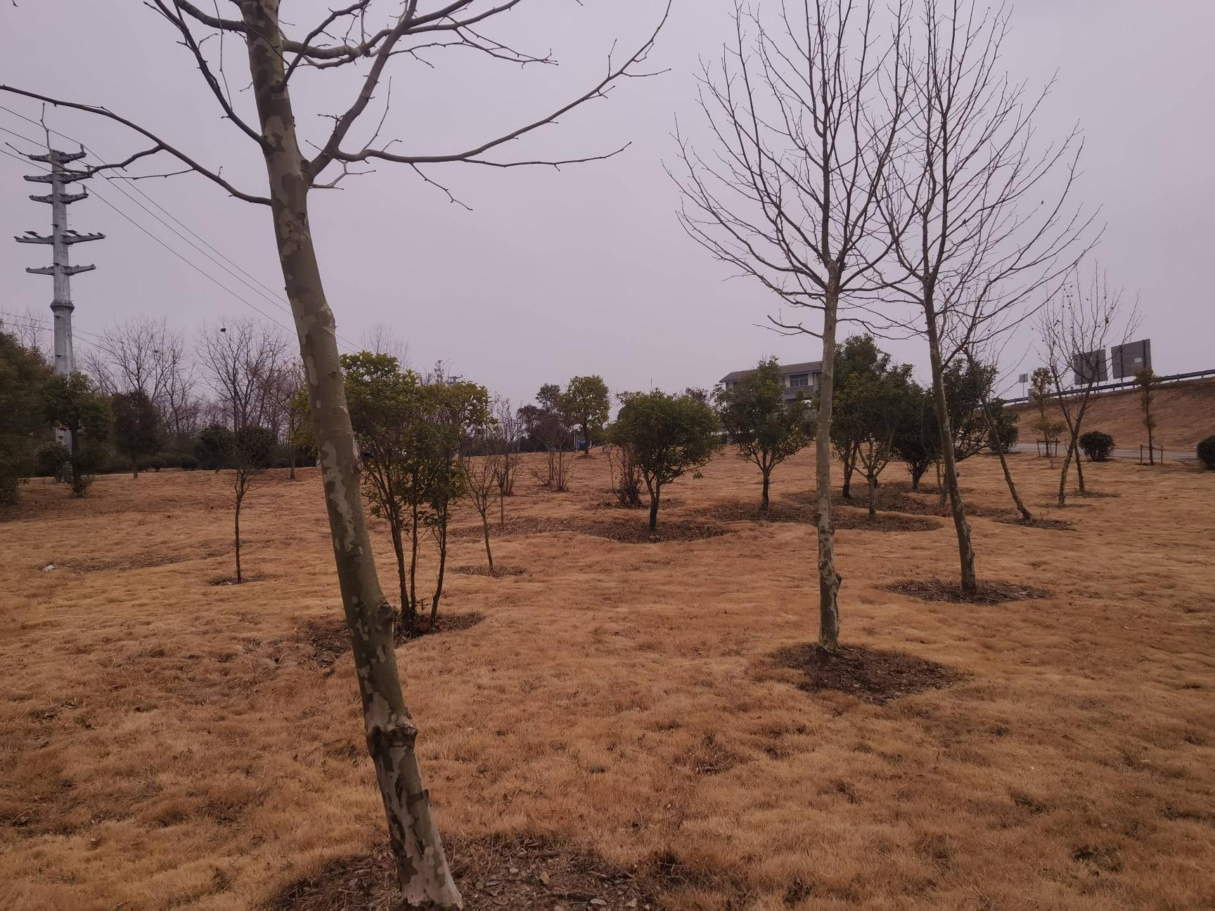 林木转让