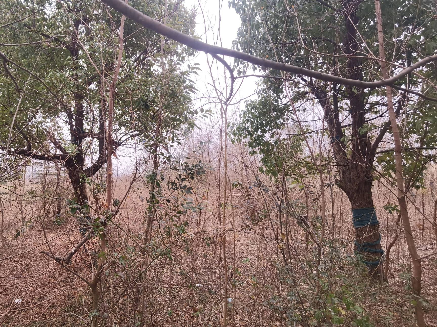 盱眙县红旗水库坝下林木转让