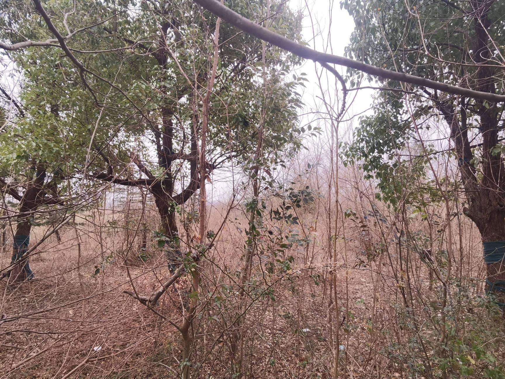 林木转让